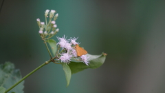 Cupitha purreea
