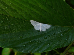 Ptychamalia perlata