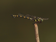 Ictinogomphus decoratus