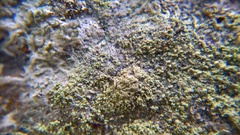 Lecanora expallens