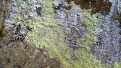 Lecanora expallens