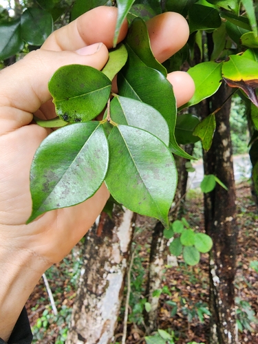 Image of Eugenia Confusa (Eugenia confusa) by (c) Scott Allen Davis, some rights reserved (CC BY)