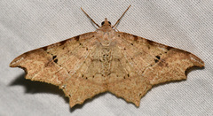 Macaria achetata