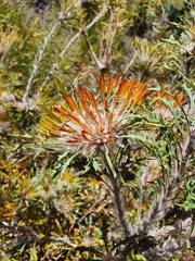 Banksia vestita