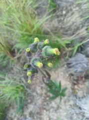 Angiospermae