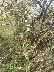 Crataegus monogyna