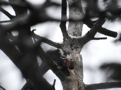 Dendrocopos major