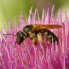 Halictus quadricinctus