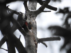 Dendrocopos major