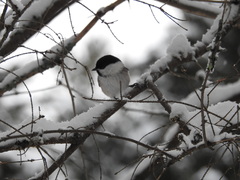 Poecile montanus