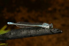 Pseudagrion furcigerum