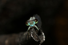 Pseudagrion furcigerum