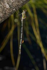 Chlorolestes conspicuus