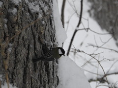 Parus major