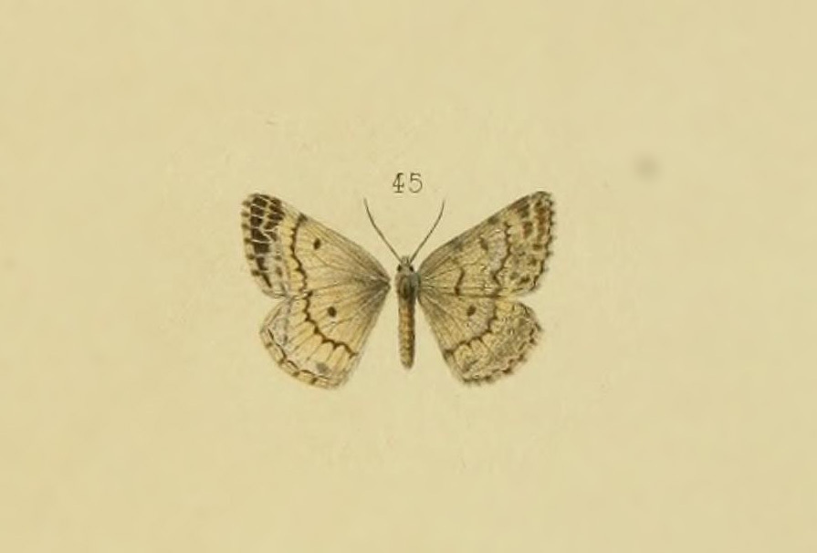 Gnophopsodos gnophosaria