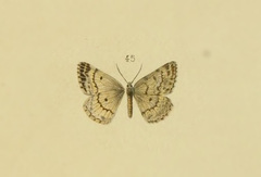 Gnophopsodos gnophosaria