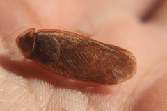 Corydiidae