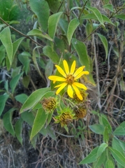 Asteroideae