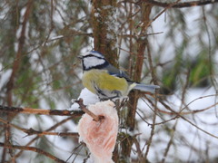 Cyanistes caeruleus