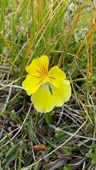 Viola eugeniae