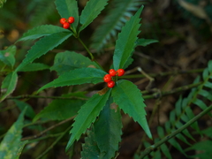 Sarcandra glabra