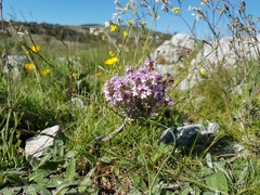 Thymus vulgaris
