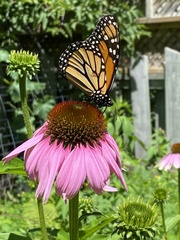 Danaus plexippus