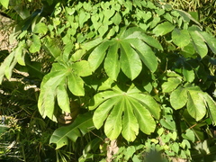 Cecropia peltata