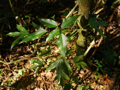 Dendropanax dentiger