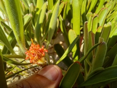 Leucospermum secundifolium