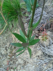 Angiospermae