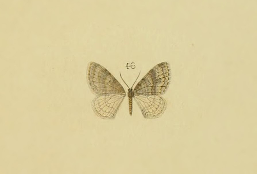 Venusia kioudjrouaria