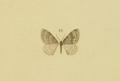 Venusia kioudjrouaria