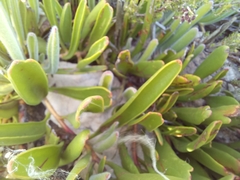 Leucospermum secundifolium