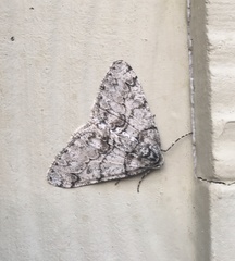 Phigalia denticulata