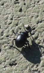 Timarcha tenebricosa