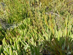 Leucospermum secundifolium
