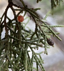 Walshomyia juniperina