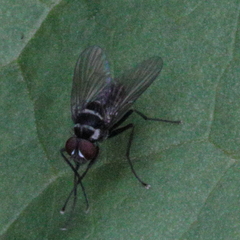 Diptera