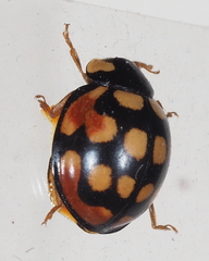 Coccinella