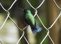 Chlorostilbon mellisugus