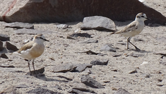 Charadrius marginatus