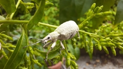 Cyrtomon