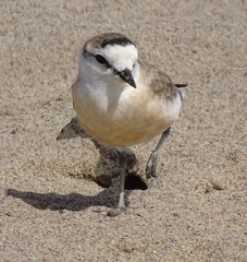 Charadrius marginatus