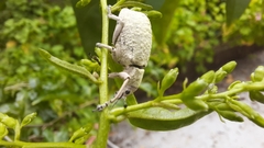 Cyrtomon