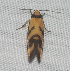 Olbonoma triptycha