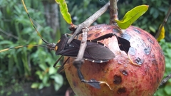 Leptoglossus zonatus