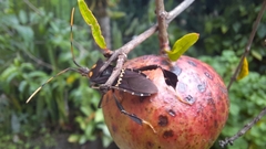 Leptoglossus zonatus