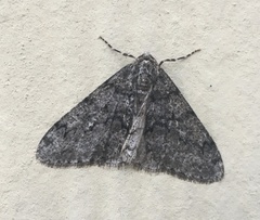 Phigalia denticulata