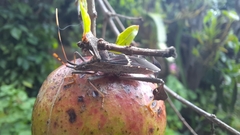 Leptoglossus zonatus